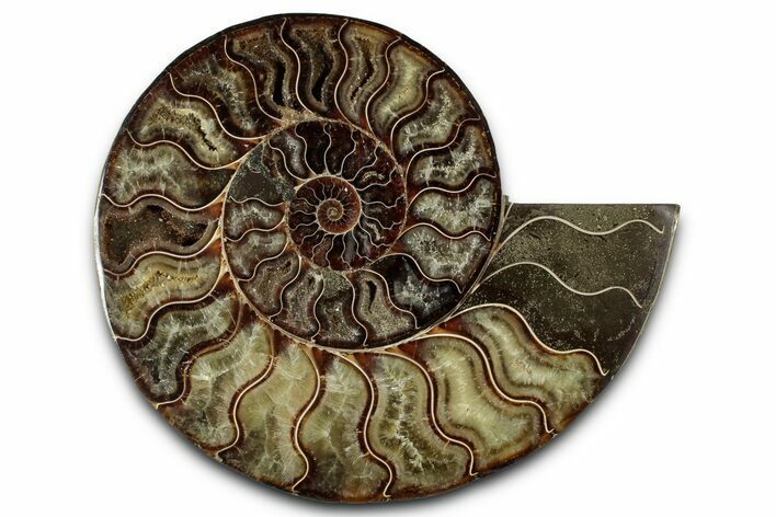 Cut & Polished Ammonite Fossil (Half) - Madagascar #359555